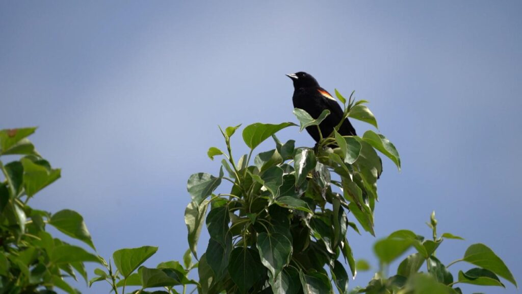 Study Reveals Decline in North American Bird Populations
