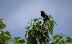 Study Reveals Decline in North American Bird Populations